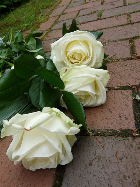 Download free photo of Roses,white,funeral,free pictures, free photos - from needpix.com