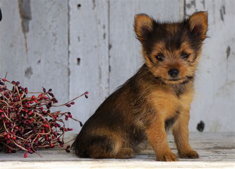 Yorkshire Terrier/Pomeranian Mix Puppy For Sale Millersburg, OH Female – AC Puppies LLC