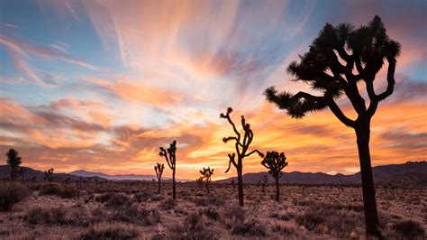 Joshua trees at sunset, Joshua Tree National Park, California, USA | Windows Spotlight Images