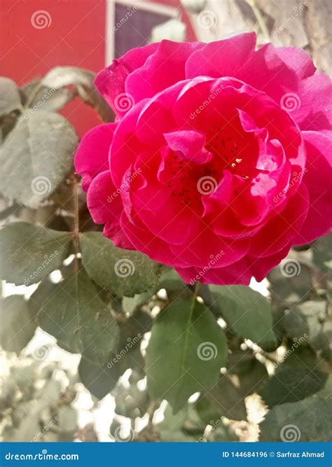 Rosa Oklahoma stock photo. Image of rosa, 1964, weeks - 144684196