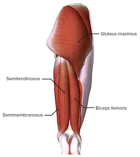 Hip Joint: Anatomy | Concise Medical Knowledge