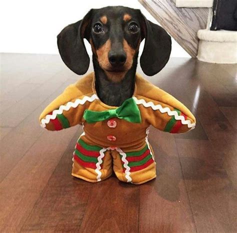 Dachshund Dog Halloween Costumes|Dog Halloween Costumes|Halloween Costumes|Pet Halloween ...