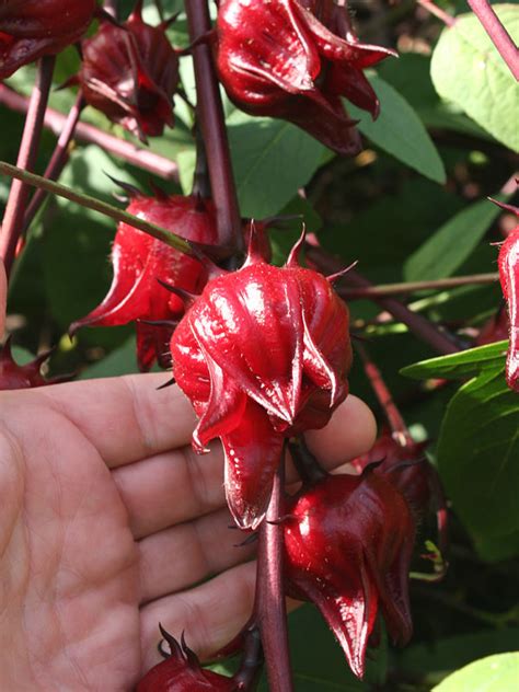 Roselle Tea Hibiscus Plant (hibiscus sabdariffa) – Urban Perennials