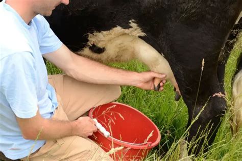 How To Hand Milk A Cow: 5 Easy Steps To Milking Your Own Cow By Hand