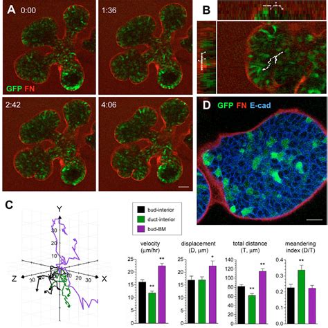 Figure 3 from Cell and fibronectin dynamics during branching ...