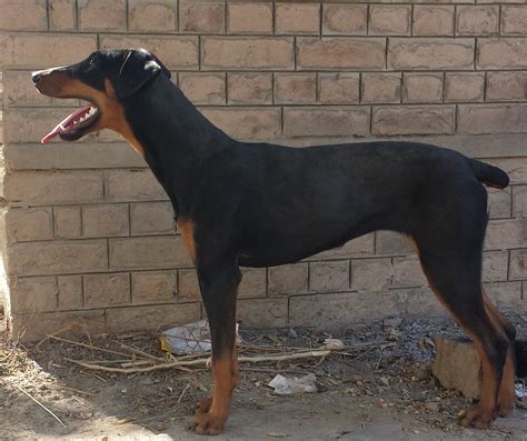 Pets Pakistan - Highly trained female Doberman Pinscher