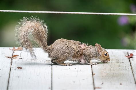 Are warbles driving your squirrels nuts? - The Tryon Daily Bulletin ...