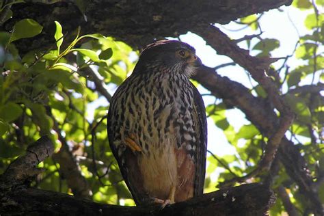 New Zealand’s Native falcon – islands apart - Massey University