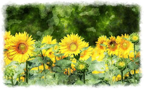 sunflower paintings