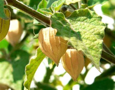 Cape Gooseberry - Description, Facts, Uses, Health Benefits and Nutritional Values