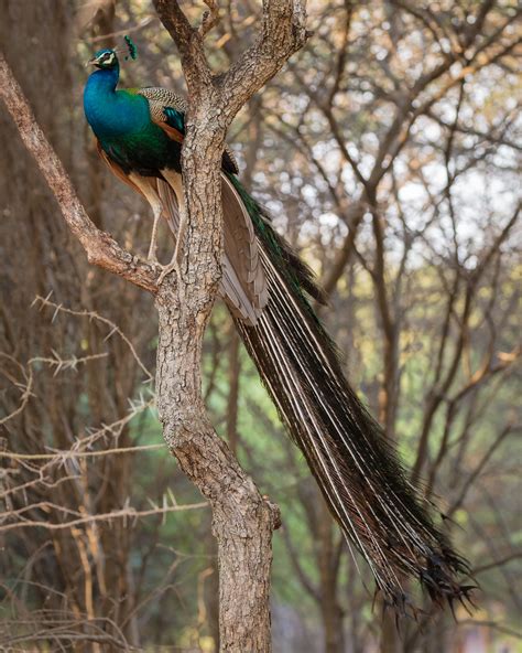 The Peacock – The National Bird Of India