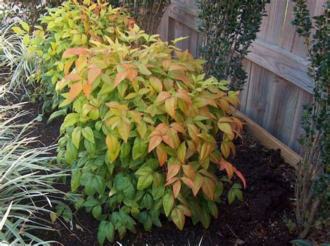 Nandina domestica 'Fire Power' / Fire Power Nandina | Plants, Planting flowers, Ornamental plants