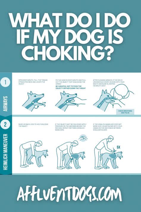 Dog CPR Dog CPR and first aid, pet emergency procedure for choking and ...