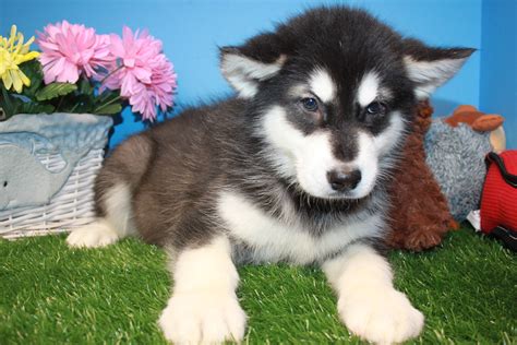 Alaskan Malamute Puppies For Sale - Long Island Puppies