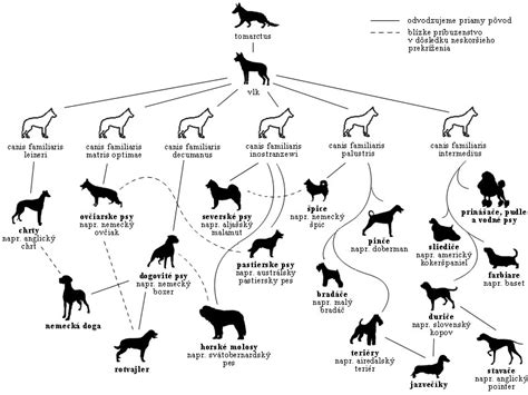 Evolution of dog breeds :: Welshterrier