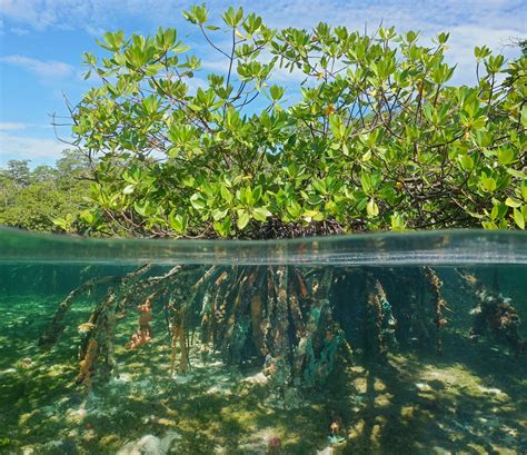 Mangrove forests can rebound thanks to climate change – it's an ...