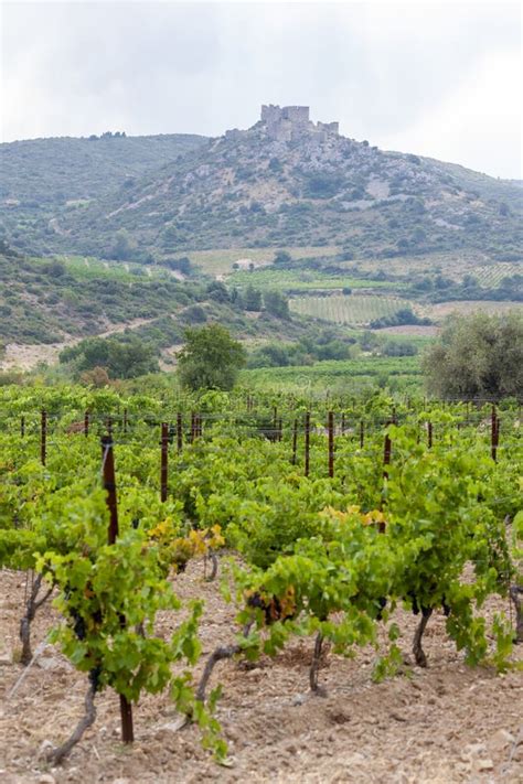 Vineyards In The Wine Region Languedoc-Roussillon, Roussillon, France ...