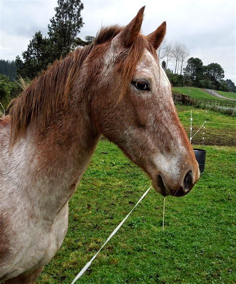 Sonic | Sonic is a Arabian - Appaloosa cross bred horse. The… | Flickr