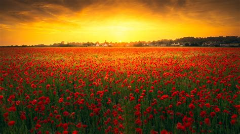 Lovely Poppy Field Surrounding Green Trees Under Colourful Clouds ...