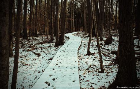 Winter trails – Discovering Nature