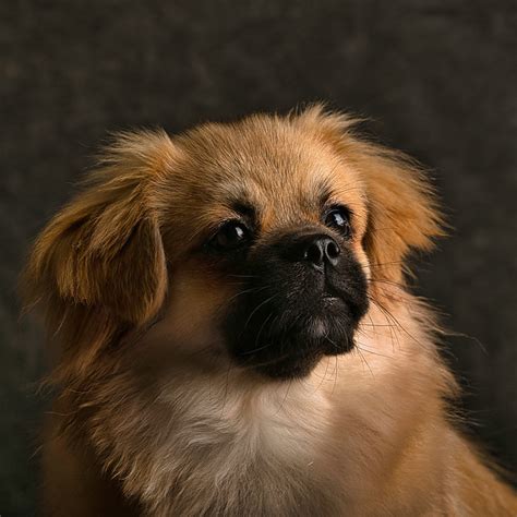 Tibetan Spaniel Pictures and Informations - Dog-Breeds.com