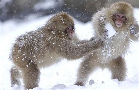 Snow Monkeys - Snowball Fight | Monkeys funny, Pets for sale, Animals