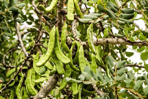 How to Grow and Care for a Carob Tree | BBC Gardeners World Magazine