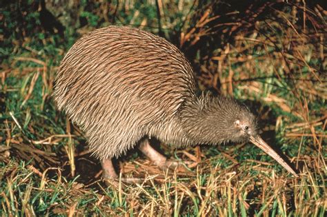 New Zealand Tourism Guide: Kiwi - The National Bird of New Zealand