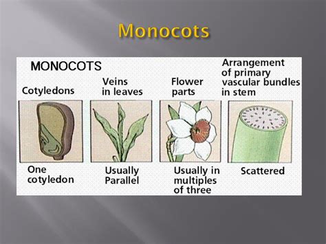 PPT - Plant Classification PowerPoint Presentation, free download - ID:2254991