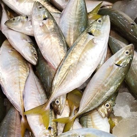 Fresh Salay Batang (~1kg) – Fisherscart Seafood Store