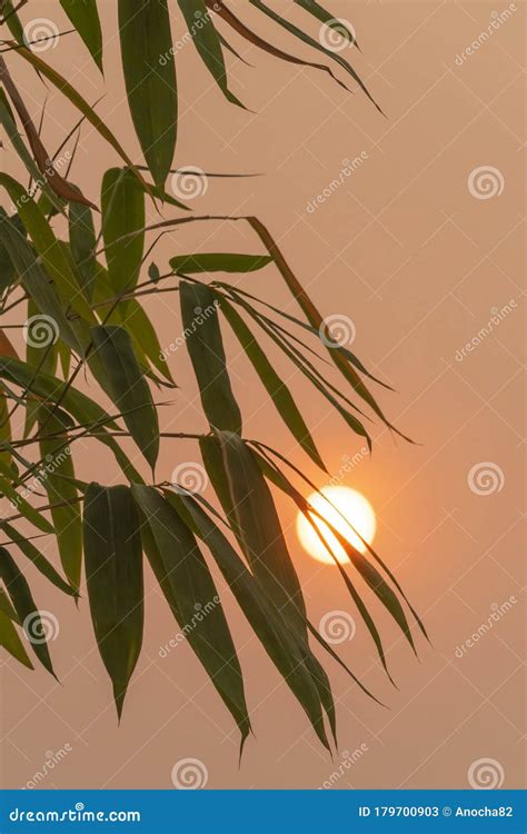 Bamboo Trees and the Evening Sunset Stock Image - Image of bellevue ...