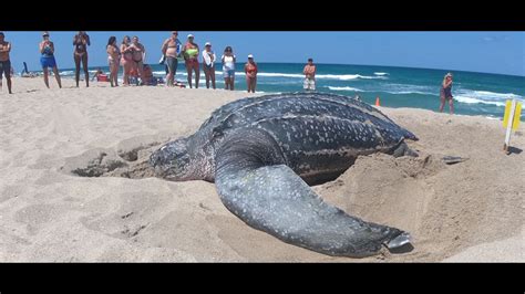 Giant leatherback turtle nests on Florida beach | wthr.com