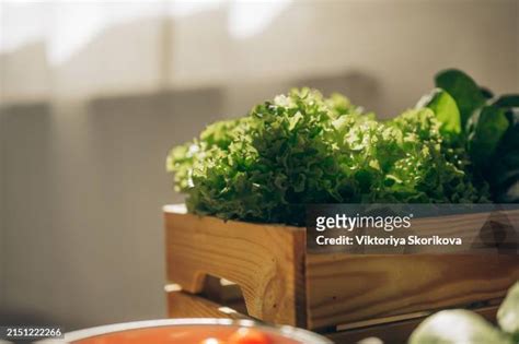 Rocket Leaves Growing Photos and Premium High Res Pictures - Getty Images