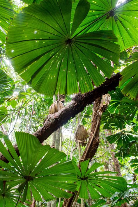 Dubuji Boardwalk - Daintree Rainforest, Australia | Rainforest plants, Rainforest trees ...