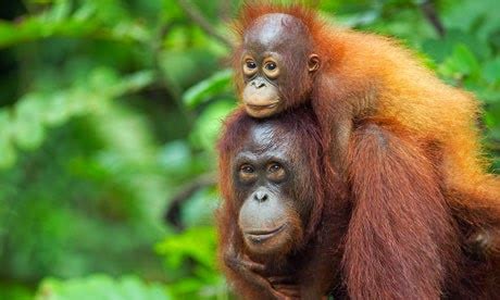 Borneo Orangutan or Pongo pygmaeus from Kalimantan Island Indonesia ...