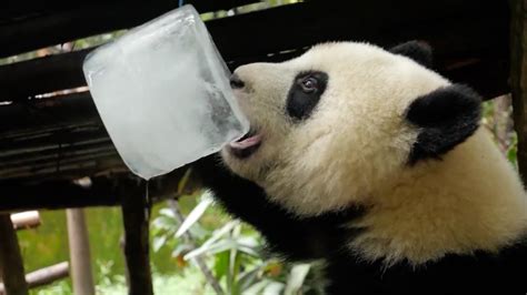 Pandas enjoy exclusive summer diet at Chengdu base - CGTN