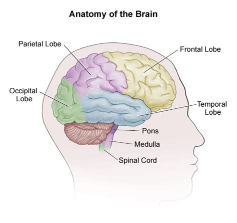 Anatomy of the Skull Base - Stanford Medicine Children's Health