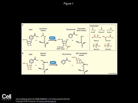 Sirtuins and the Metabolic Hurdles in Cancer - ppt download