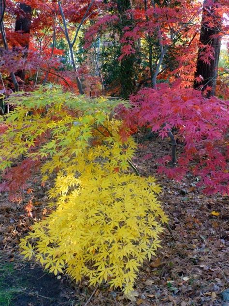 The Gardener’s Delight: Japanese maples – great fall colors for shady ...