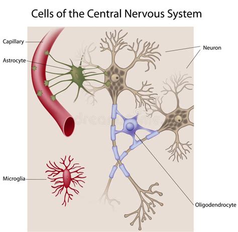 Neurons And Glial Cells Of The CNS Stock Vector - Illustration of anatomy, educational: 18808418