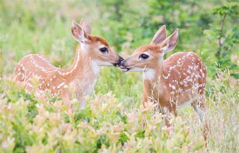 トップ22の最も美しい美しい鹿、かわいい赤ちゃん鹿 高画質の壁紙 | Pxfuel