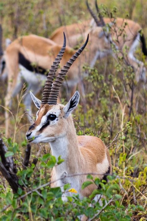 Horns | A small group of Thomson's Gazelles in the Maasai Ma… | Flickr