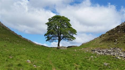 Robin Hood Tree from prince of thieves, Sycamore gap, Hadrian's wall ...