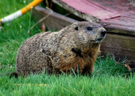 Do Groundhogs Burrow Under a House and Can They Damage It ...