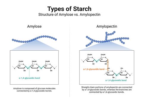 Amylopectin Structure