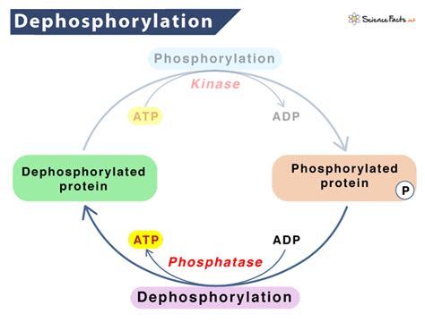 Dephosphorylation – Definition and Mechanism