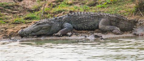 Cannundrums: Mugger Crocodile