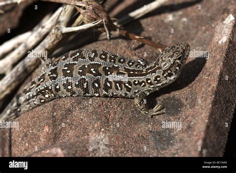 Female sand lizard Lacerta agilis Dorset UK Stock Photo - Alamy