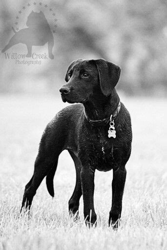 Bubba, lab black mouth curr mix | Black mouth cur, Dog photos, Labrador ...