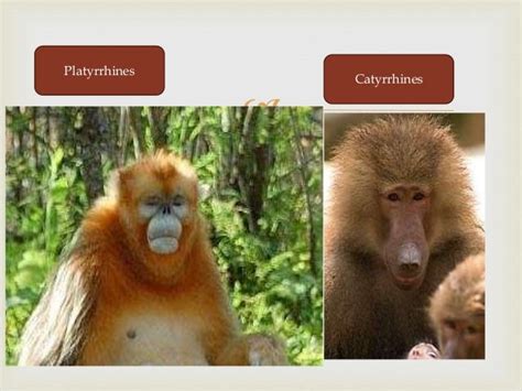 Clasification of primates